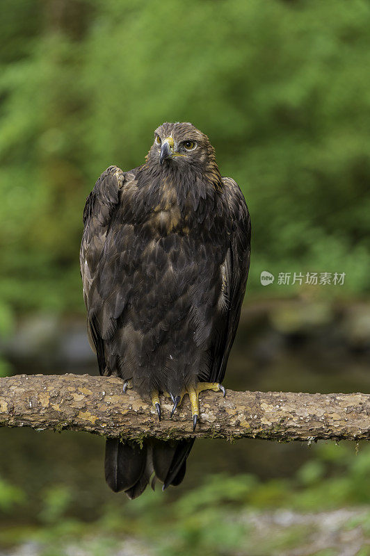 金雕(Aquila chrysaetos)是北半球最著名的猛禽之一。锡特卡,阿拉斯加。